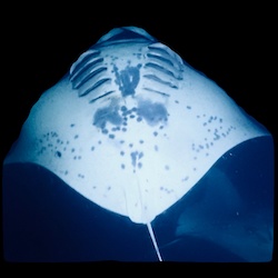 Photo of manta ray 'Queenie' showing distinctive markings