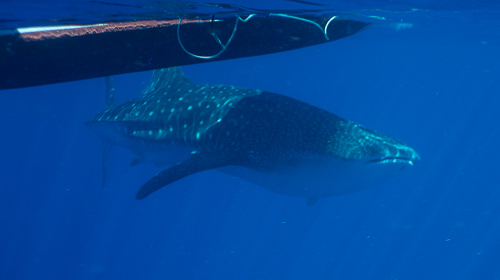 Whaleshark swimming under Boaty McBoatface